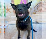 Small Photo #1 Chinese Shar-Pei-German Shepherd Dog Mix Puppy For Sale in Long Beach, CA, USA