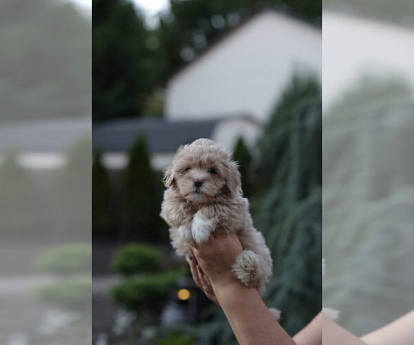 Medium Photo #1 Shorkie Tzu Puppy For Sale in VANCOUVER, WA, USA