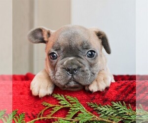 French Bulldog Puppy for sale in LANCASTER, PA, USA