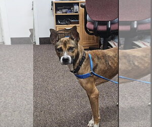 Moore - Male Basenji-Unknown Mix Dog for Adoption - Photo #2
