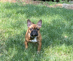 Small Photo #3 French Bulldog Puppy For Sale in BETHEL PARK, PA, USA