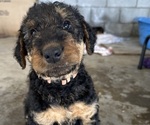 Puppy Orange Airedale Terrier