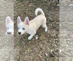 Small Photo #21 Pomsky Puppy For Sale in LOVELAND, CO, USA