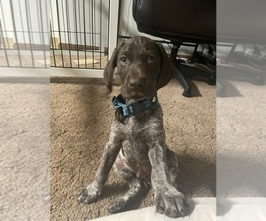 German Shorthaired Pointer Puppy for sale in CONCORD, CA, USA