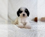 Small #1 Miniature Bernedoodle