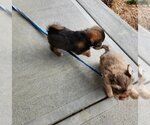 Small Photo #2 ShiChi Puppy For Sale in Aurora, IN, USA