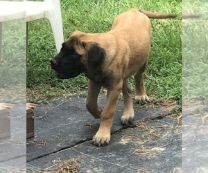 Mastiff Puppy for Sale in BRANTLEY, Alabama USA