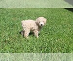 Small #1 Poodle (Miniature)