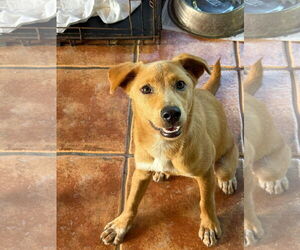 Carolina Dog-Golden Retriever Mix Dogs for adoption in Virginia Beach, VA, USA