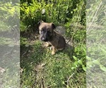 Small Photo #5 German Malinois Puppy For Sale in BANGOR, ME, USA