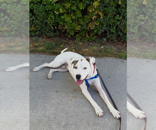 Medium Photo #1 Mutt Puppy For Sale in Elmsford, NY, USA