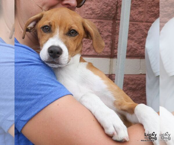 Medium Photo #3 Retriever -Unknown Mix Puppy For Sale in Washington, DC, USA