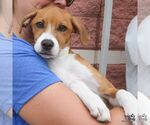 Small Photo #3 Retriever -Unknown Mix Puppy For Sale in Washington, DC, USA