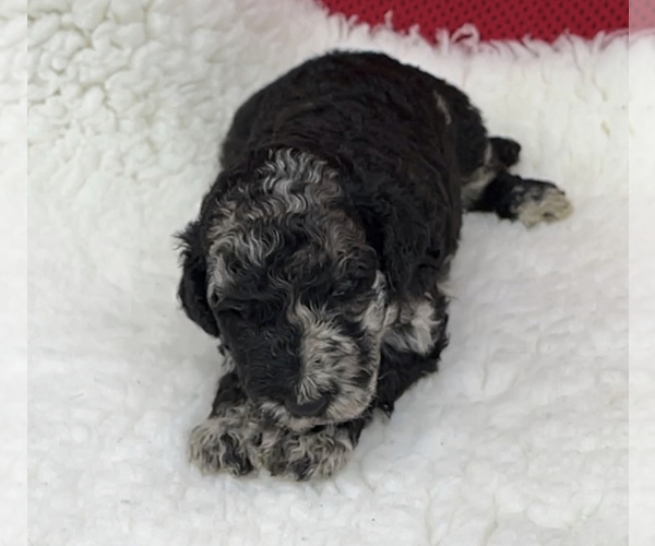 Medium Photo #9 Poodle (Standard) Puppy For Sale in COMMERCE, GA, USA