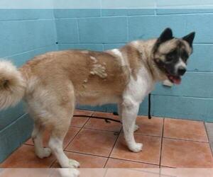 Akita Dogs for adoption in Downey, CA, USA