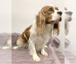 Small #1 Cavalier King Charles Spaniel