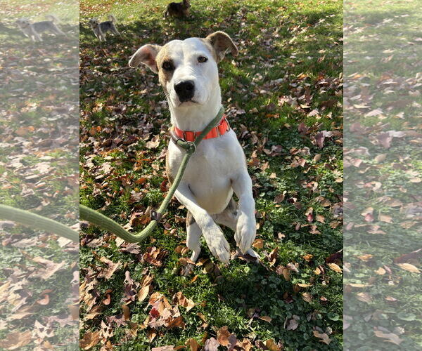 Medium Photo #5 Mutt Puppy For Sale in Doylestown, PA, USA