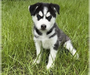 Siberian Husky Puppy for sale in JACKSONVILLE, FL, USA