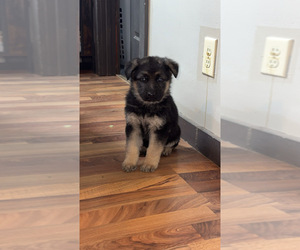 German Shepherd Dog Puppy for sale in SPRINGVILLE, IN, USA