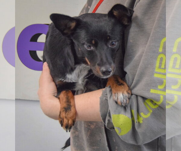 Medium Photo #4 Dachshund-Unknown Mix Puppy For Sale in Huntley, IL, USA