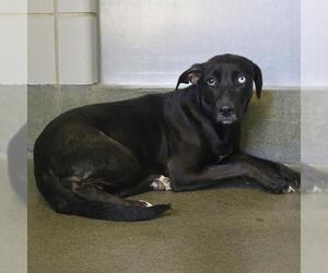 Mutt Dogs for adoption in San Antonio, TX, USA