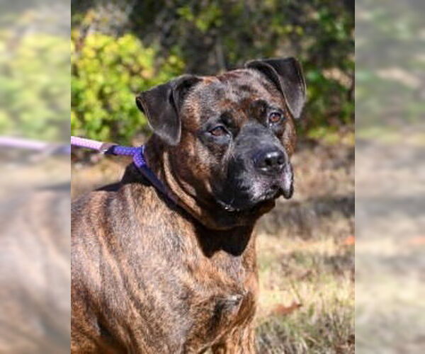 Medium Photo #1 Mutt Puppy For Sale in Glen Allen, VA, USA