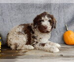 Small #2 Miniature Labradoodle