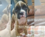 Small Photo #4 Boxer Puppy For Sale in SAPULPA, OK, USA