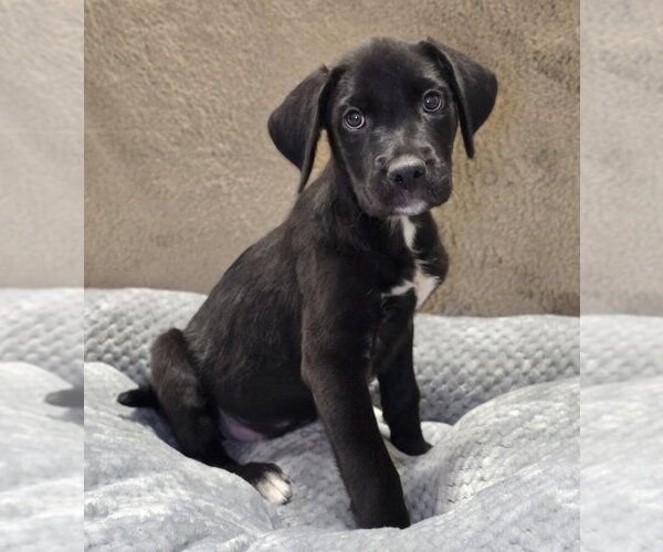 Medium Photo #1 American Staffordshire Terrier-Labrador Retriever Mix Puppy For Sale in Lakewood, CO, USA