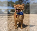 Small #1 Pomeranian Mix