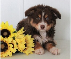 Miniature Australian Shepherd Puppy for sale in FREDERICKSBURG, OH, USA