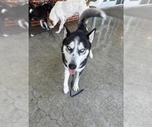 Siberian Husky-Unknown Mix Dogs for adoption in Grand Prairie, TX, USA