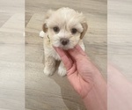 Puppy Puppy 5 Maltipoo
