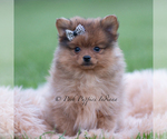 Small Photo #60 Pomeranian Puppy For Sale in WARSAW, IN, USA