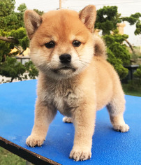 Shiba Inu Puppy for sale in SAN JOSE, CA, USA