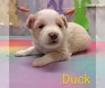 Image preview for Ad Listing. Nickname: Duck
