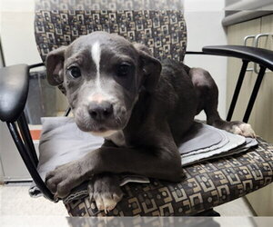 Mutt Dogs for adoption in Plano, TX, USA