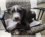 Small Mutt