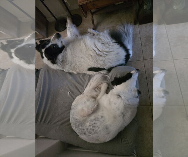 Medium Photo #18 Aussie Pyrenees Puppy For Sale in Houston, TX, USA