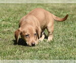 Small #5 Dachsador