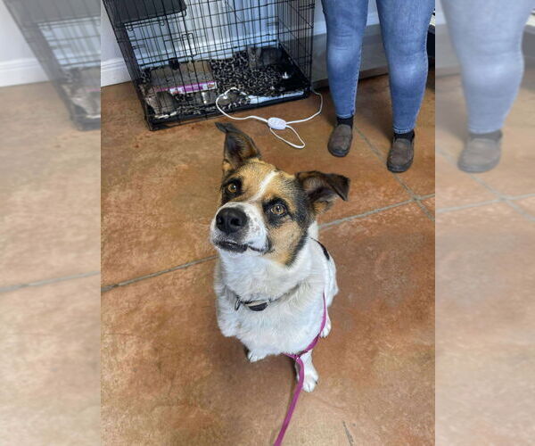 Medium Photo #2 Mutt Puppy For Sale in Bolivar, MO, USA