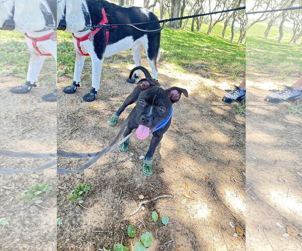 Medium Photo #3 American Staffordshire Terrier-French Bulldog Mix Puppy For Sale in Cary, NC, USA