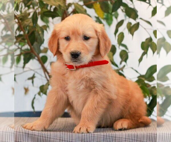 Medium Photo #4 Golden Retriever Puppy For Sale in LITITZ, PA, USA
