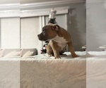 Small #1 American Bully