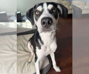 Siberian Husky-Unknown Mix Dogs for adoption in Holly Springs, NC, USA