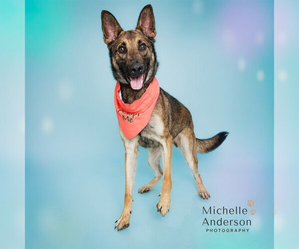 Medium Photo #2 German Shepherd Dog-Unknown Mix Puppy For Sale in Corona, CA, USA