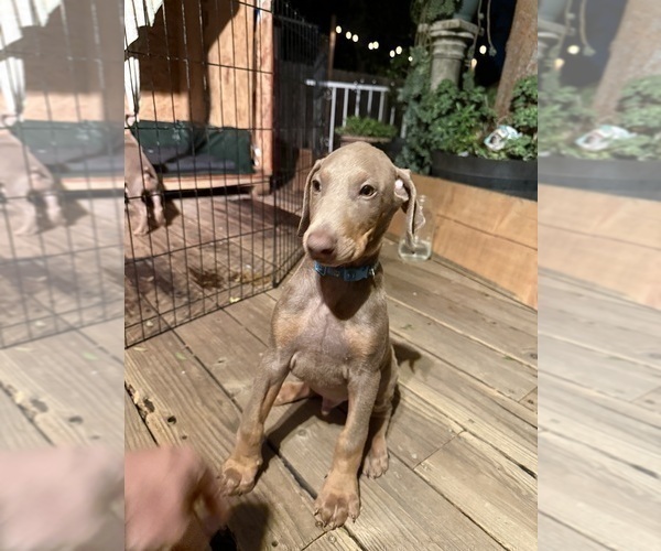 Medium Photo #5 Doberman Pinscher Puppy For Sale in ONTARIO, CA, USA