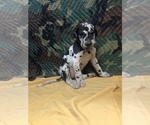 Small Photo #10 Great Dane Puppy For Sale in FONTANA, CA, USA