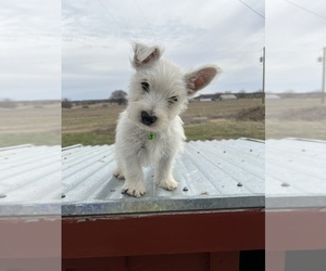 West Highland White Terrier Puppy for sale in PLEASANTON, KS, USA
