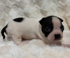 Boston Terrier Puppy for sale in HICKORY, NC, USA